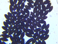 Biscogniauxia mediterranea
