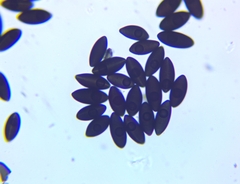 Biscogniauxia mediterranea