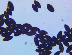 Biscogniauxia mediterranea