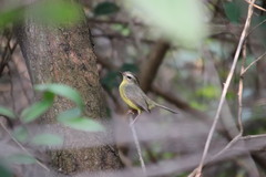 Basileuterus culicivorus