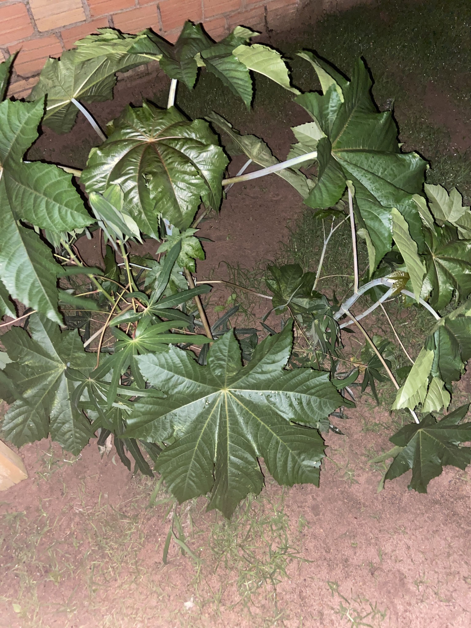Ricinus communis