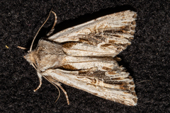 Ichneutica paracausta