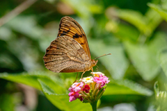 Heteronympha mirifica