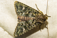 Ichneutica plena