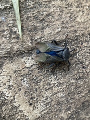 Pachylis nervosus