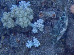 Canthigaster compressa