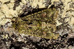 Ichneutica plena