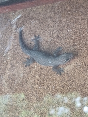 Hemidactylus platyurus