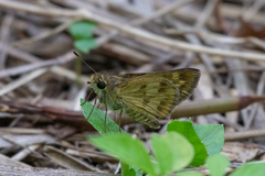 Polites vibex catilina