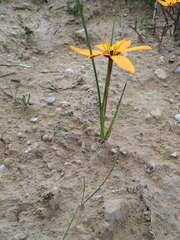 Pauridia linearis