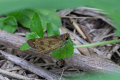 Polites vibex catilina