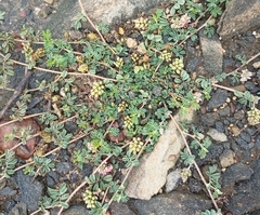 Indigofera alternans