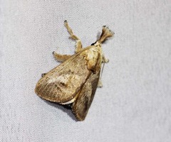 Scopelodes pallivittata