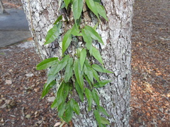 Bignonia