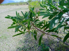 Acacia spirorbis