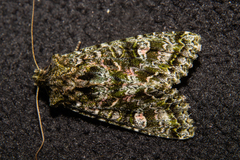 Ichneutica plena