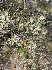 Hakea rostrata