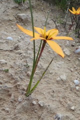 Pauridia linearis