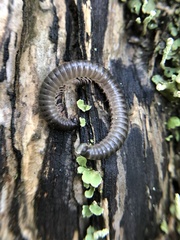 Ommatoiulus moreleti