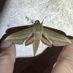 Xylophanes neoptolemus