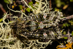 Ichneutica plena
