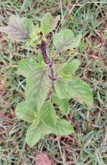 Ocimum tenuiflorum