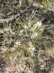 Hakea rostrata