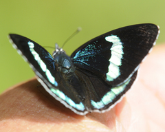 Diaethria clymena