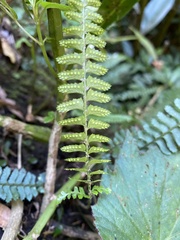 Polystichum hancockii