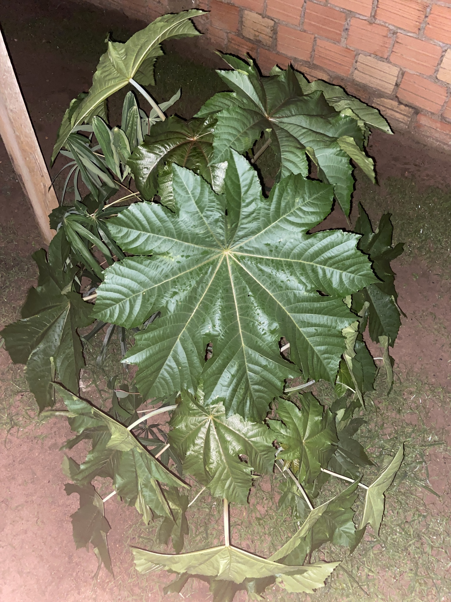 Ricinus communis