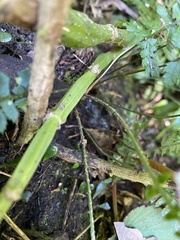 Polystichum hancockii