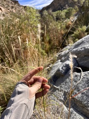 Bothriochloa barbinodis