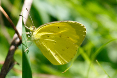 Eurema smilax
