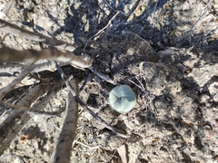 Lophophora diffusa