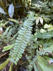 Polystichum hancockii