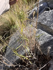 Bothriochloa barbinodis