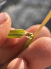 Bothriochloa barbinodis