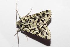 Meterana exquisita