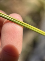 Bothriochloa barbinodis