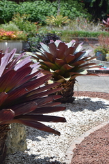 Alcantarea imperialis