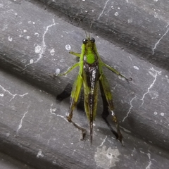 Paulinia acuminata