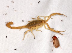 Centruroides sculpturatus