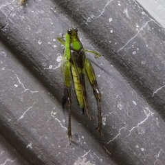 Paulinia acuminata