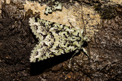 Meterana exquisita