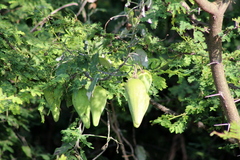 Funastrum pannosum