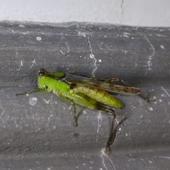 Paulinia acuminata