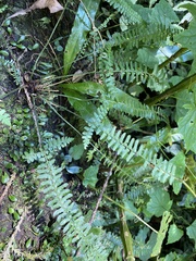 Polystichum hancockii