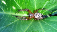 Alpaida veniliae