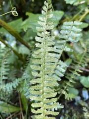 Polystichum hancockii