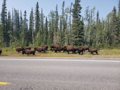 Bison bison athabascae